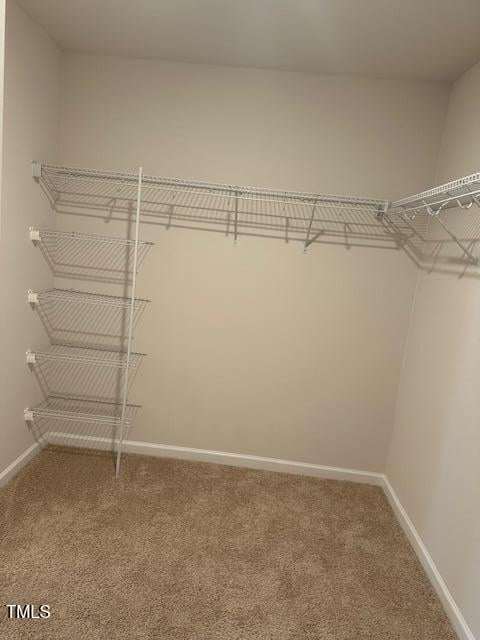 spacious closet featuring carpet flooring
