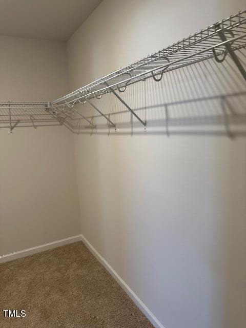 spacious closet featuring carpet flooring