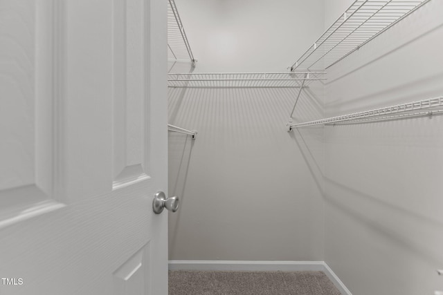 walk in closet with carpet floors