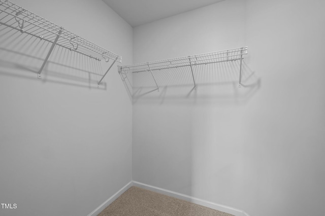 spacious closet featuring carpet floors