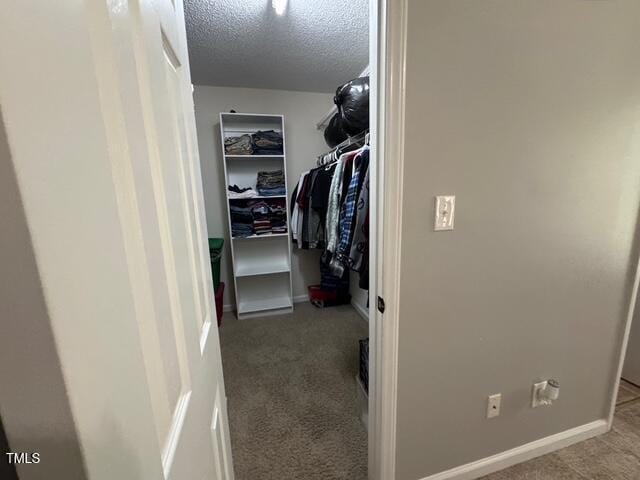spacious closet featuring carpet floors