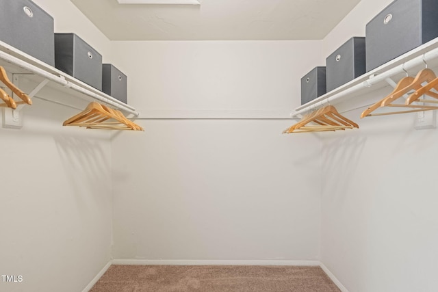 spacious closet featuring carpet floors