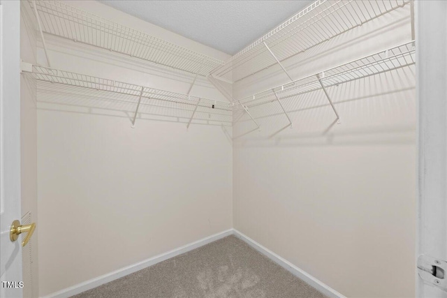 spacious closet featuring carpet floors