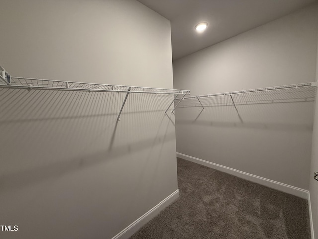 spacious closet featuring carpet flooring