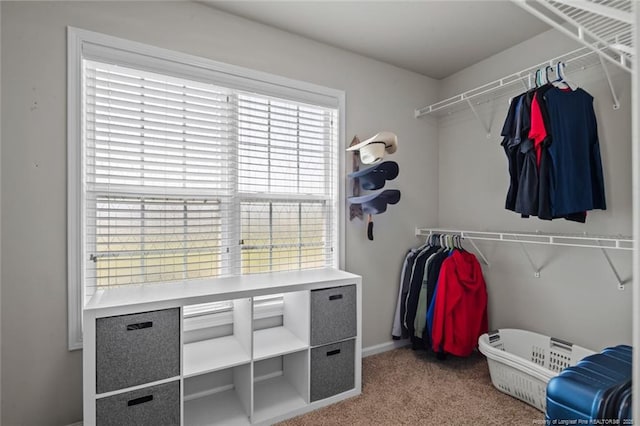 walk in closet with carpet floors