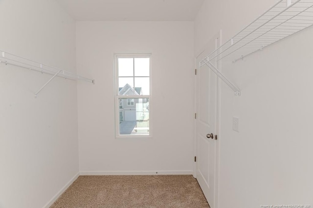 walk in closet with carpet