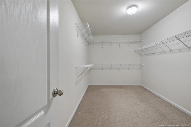 spacious closet featuring carpet floors