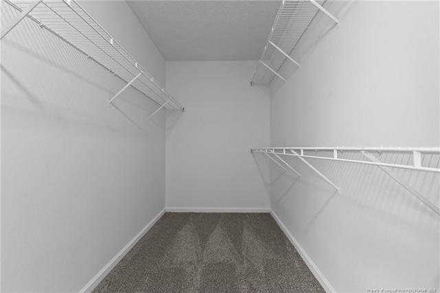 spacious closet featuring carpet floors