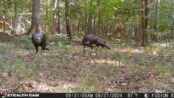 8365 Aaron Creek Church Rd, Oxford, NC 27565 - view of nature
