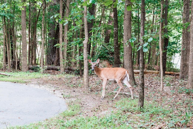 4821 Gossamer Ln Unit 102, Raleigh, NC 27616 - view of local wilderness