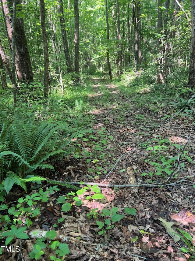 300 Christmas Rd, Warrenton, NC 27589 - view of local wilderness