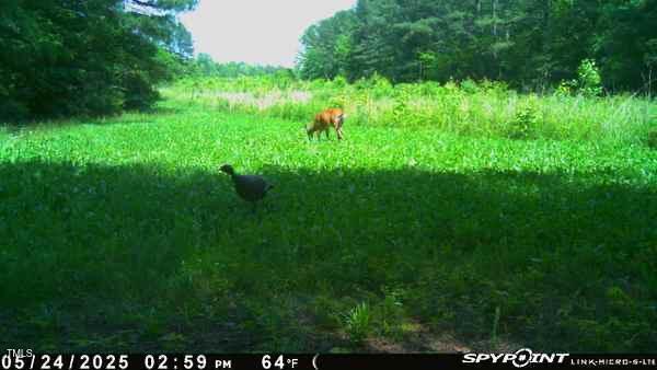 300 Christmas Rd, Warrenton, NC 27589 - view of local wilderness