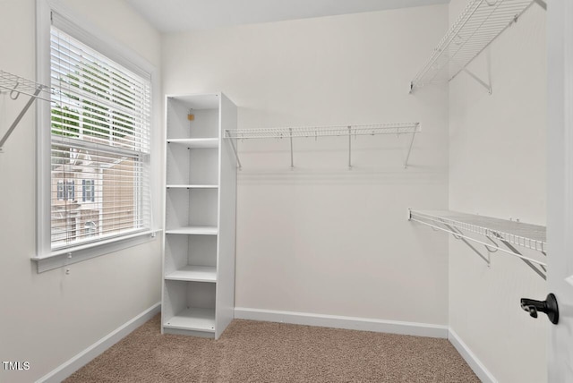 108 Teagan Ct, Chapel Hill, NC 27516 - walk in closet with carpet