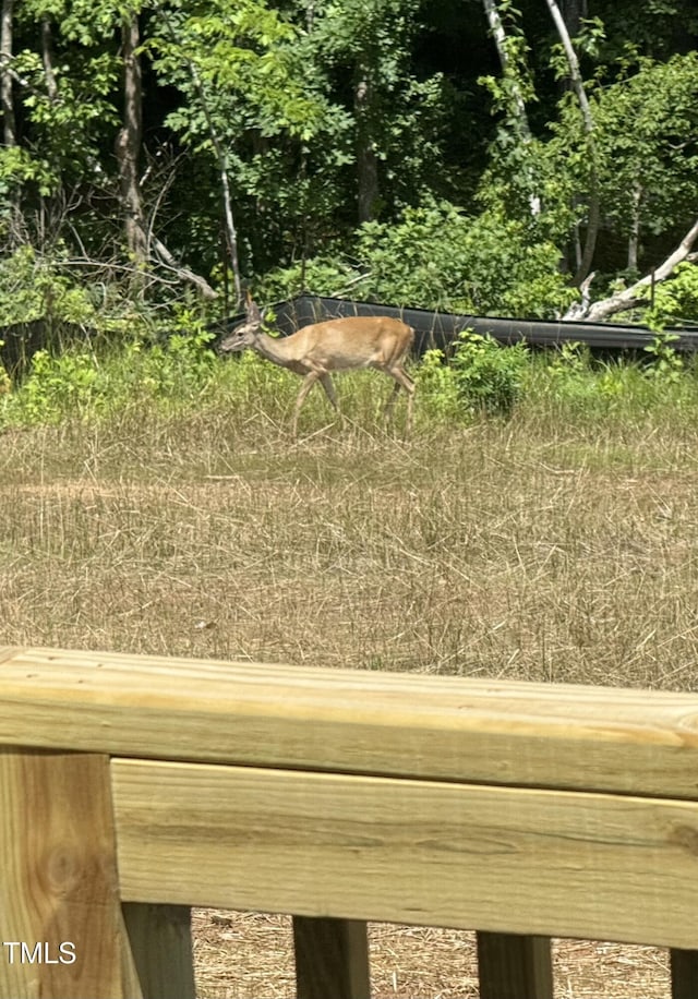 1359 Chowan Ave, Durham, NC 27713 - view of yard