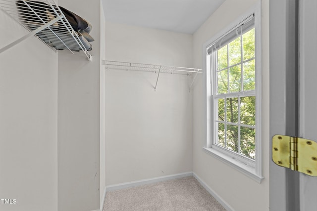 2037 Summer Shire Way, Raleigh, NC 27604 - walk in closet with carpet floors