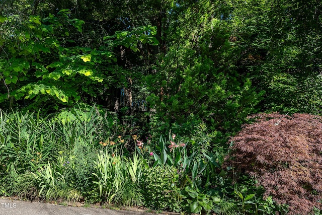 820 Runnymede Rd, Raleigh, NC 27607 - view of local wilderness