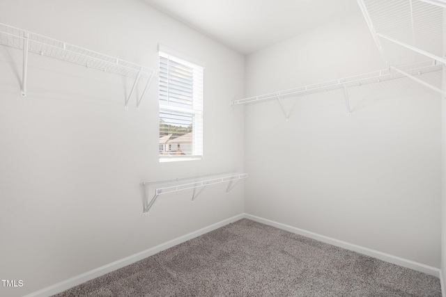 1113 Umstead Grove Way, Durham, NC 27712 - walk in closet featuring carpet floors