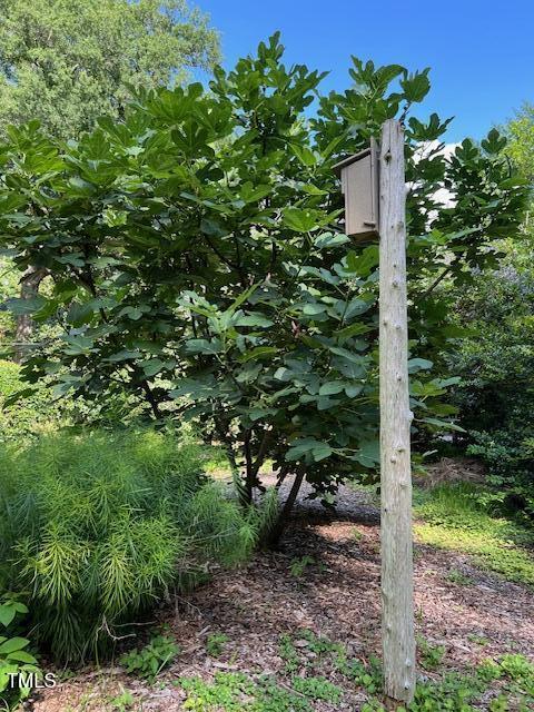 1320 Shepherd St, Durham, NC 27707 - view of local wilderness