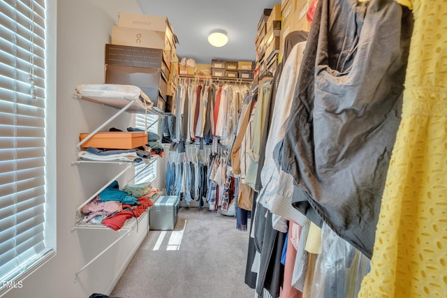 2123 Scarlet Sage Dr, Durham, NC 27704 - walk in closet featuring carpet floors