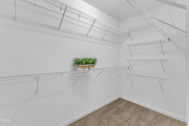 11309 Shadow Elms Ln, Raleigh, NC 27614 - spacious closet featuring carpet floors