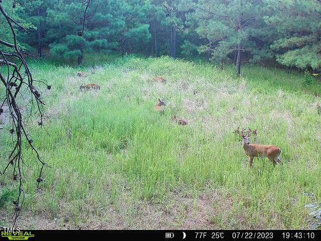2845 Moores Mill Rd, Rougemont, NC 27572