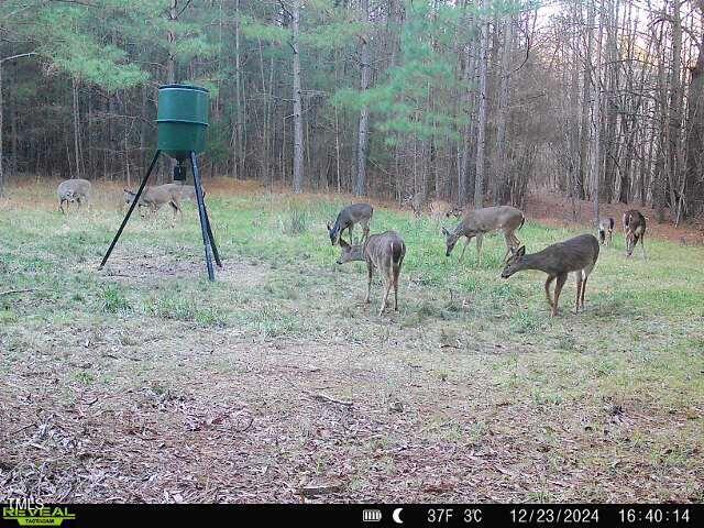 2845 Moores Mill Rd, Rougemont, NC 27572