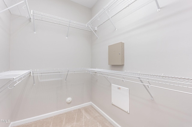 732 Hornchurch Loop, Cary, NC 27519 - walk in closet with carpet