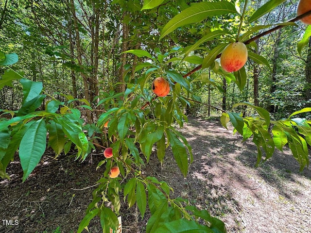 00 Gum Pond Rd, Warrenton, NC 27589