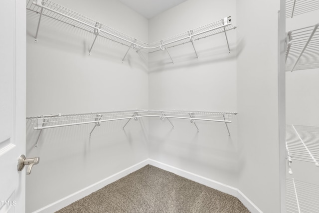 3905 Song Sparrow Dr, Wake Forest, NC 27587 - walk in closet featuring carpet floors