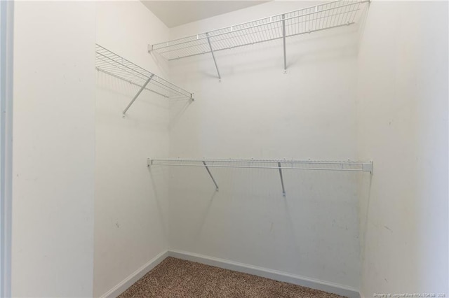 6204 Yorkie Ct, Stedman, NC 28391 - walk in closet with carpet