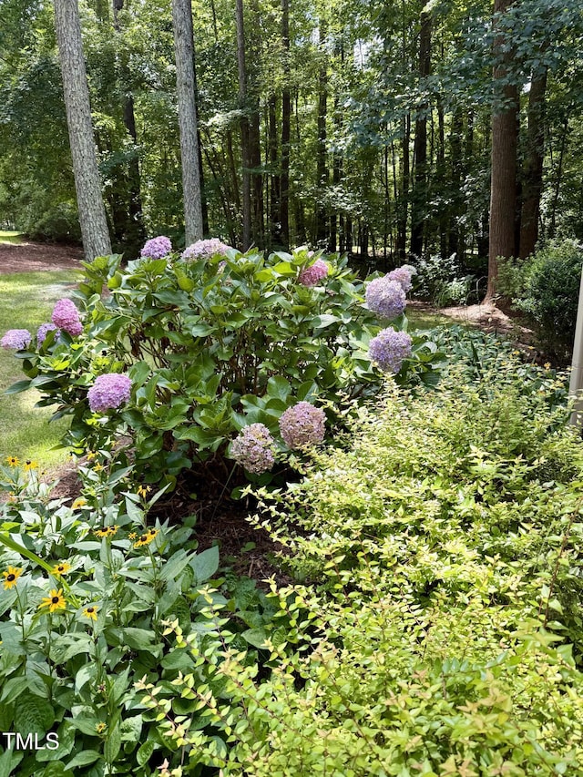 212 Long Needle Dr, Clayton, NC 27520 - photo 29