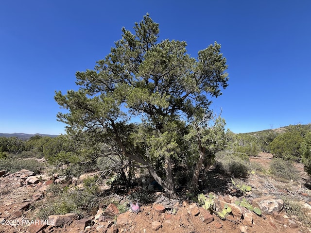 view of local wilderness