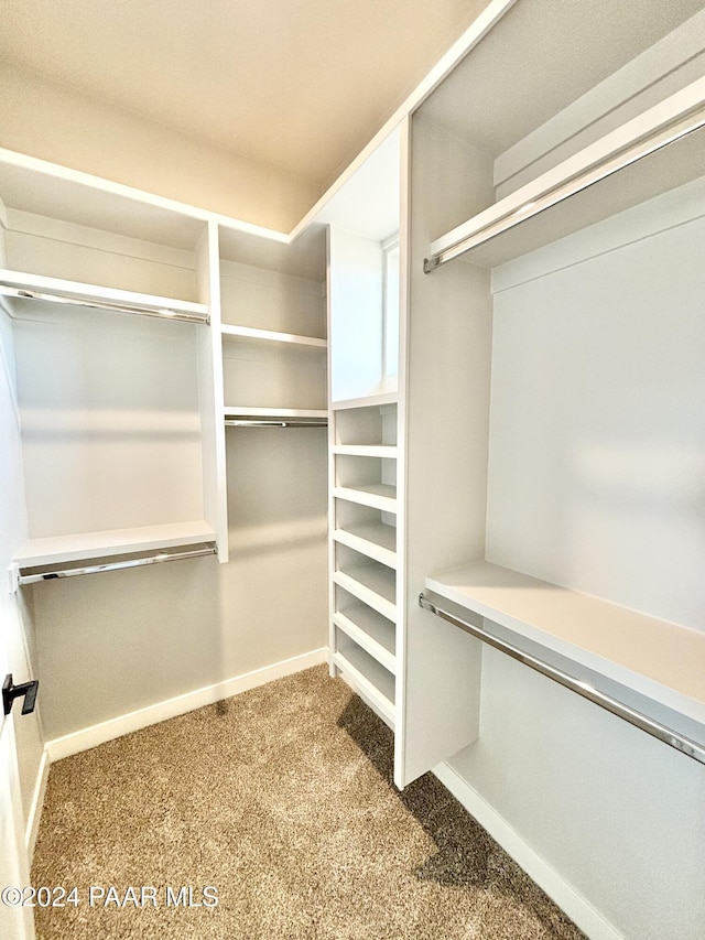 walk in closet with carpet floors