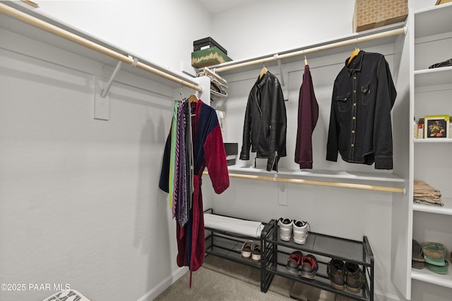 spacious closet featuring carpet flooring