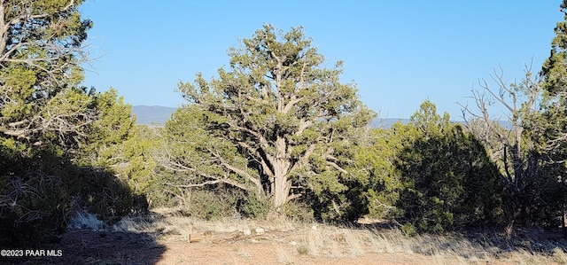 view of local wilderness