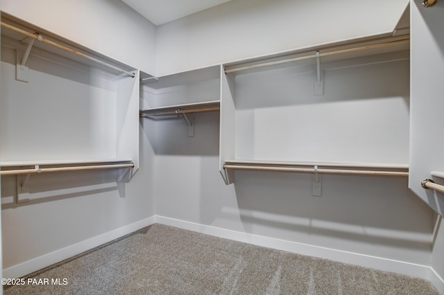 walk in closet featuring carpet floors