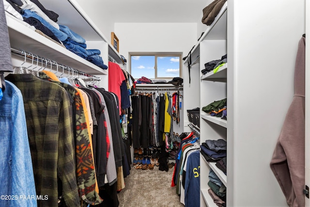 spacious closet featuring carpet