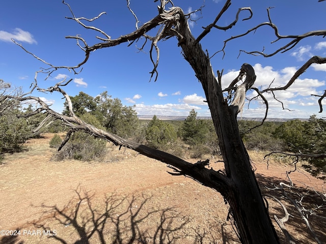 view of local wilderness