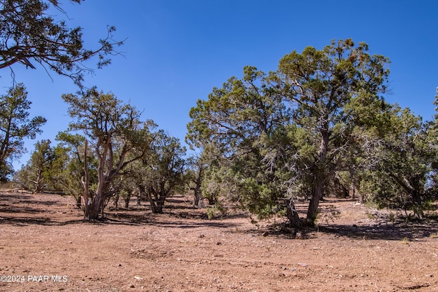 view of local wilderness