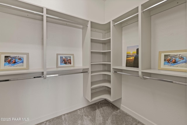 walk in closet featuring carpet flooring