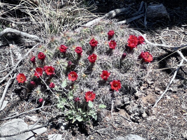 J Peacefull Hill Rd, Seligman, AZ 86337 - photo 5