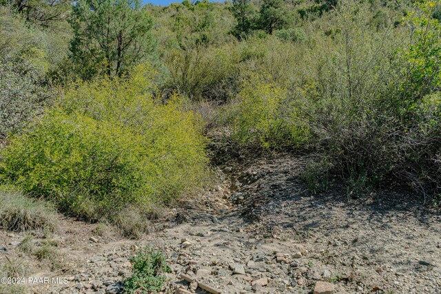 view of local wilderness