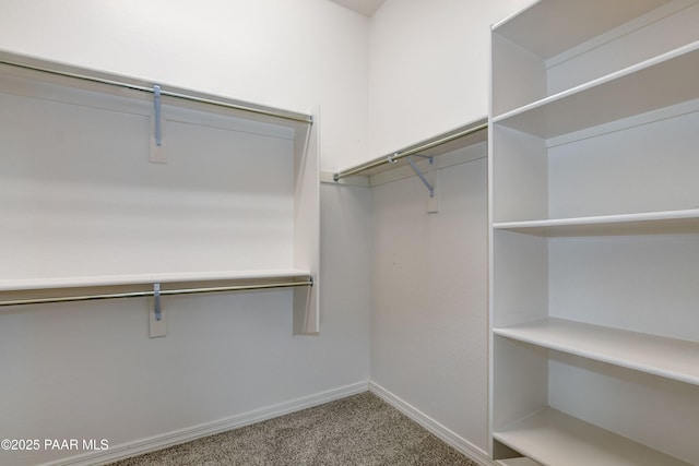 walk in closet with carpet flooring