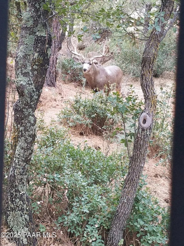 1210 Tanglewood Rd, Prescott, AZ 86303 - view of nature