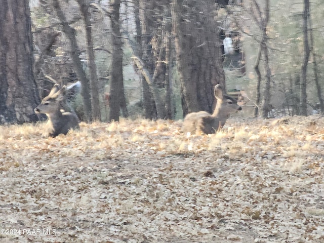 view of nature