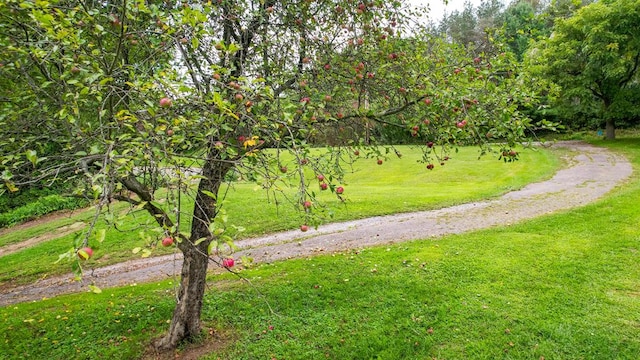 view of community with a lawn