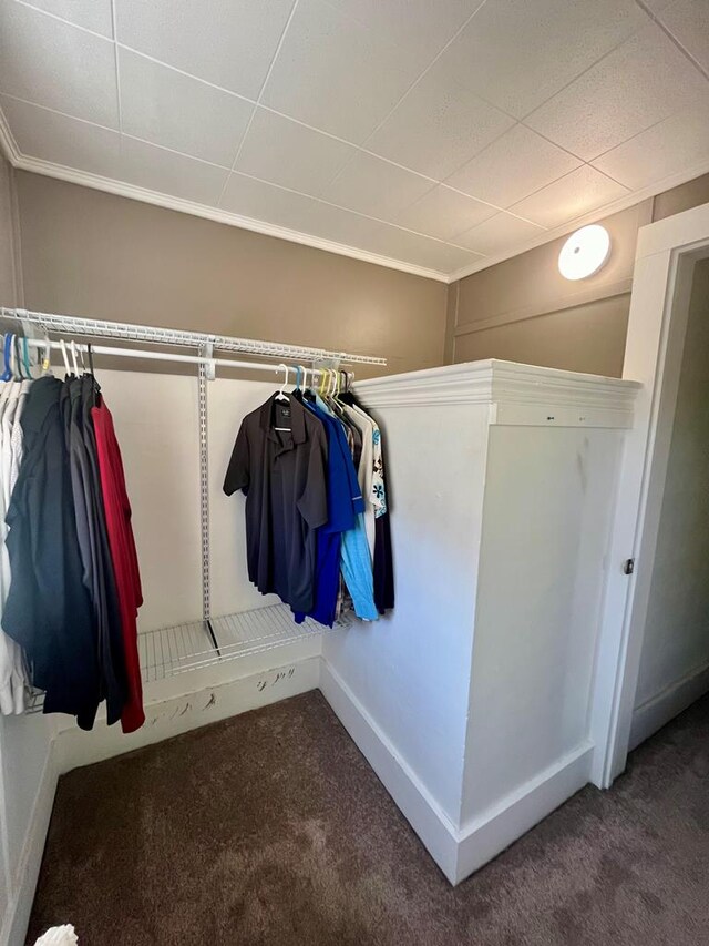 walk in closet with carpet flooring