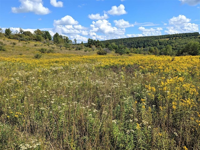 view of local wilderness