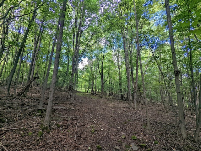 view of local wilderness