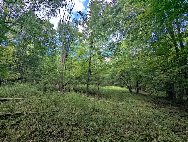 view of local wilderness